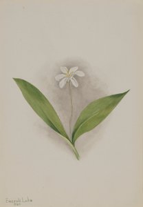 Queencup (Clintonia uniflora) von Mary Vaux Walcott