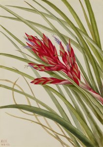Quill-Leaf Tillandsia (Tillandsia fasciculata) von Mary Vaux Walcott