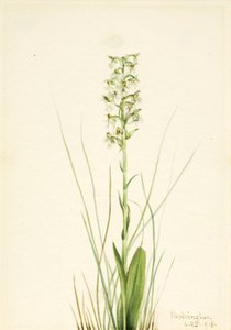 Zerfranste Orchidee Habenaria lacera, 1918 von Mary Vaux Walcott