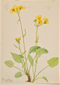 Greiskraut (Senecio burkei) von Mary Vaux Walcott