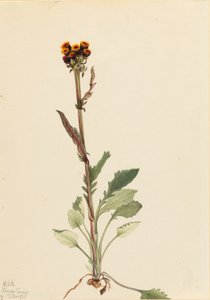 Strahlenlose Greiskraut (Senecio pauciflorus) von Mary Vaux Walcott