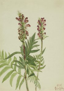Rothelm-Pedicularis bracteosa, 1924 von Mary Vaux Walcott