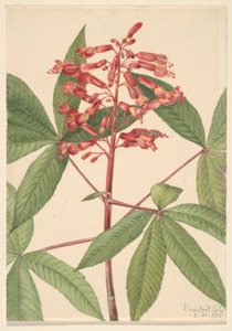 Roter Buckeye (Aesculus pavia) von Mary Vaux Walcott