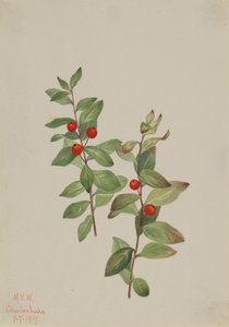 Rote Comandra Comandra livida, 1919 von Mary Vaux Walcott
