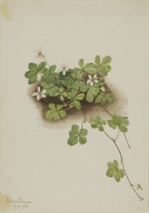 Rote Tautropfen Rubus pedatus, 1918