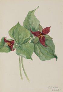 Rotes Trillium Trillium erectum, 1918