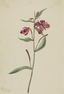 Rotes Weidenröschen (Epilobium latifolium)