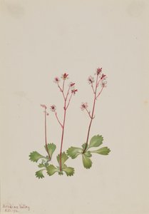 Rotstängel-Steinbrech Saxifraga lyallii