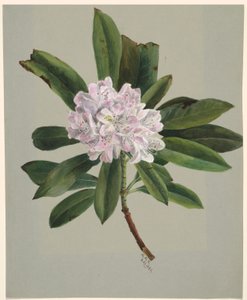 Rhododendron (Rhododendron maximum) von Mary Vaux Walcott