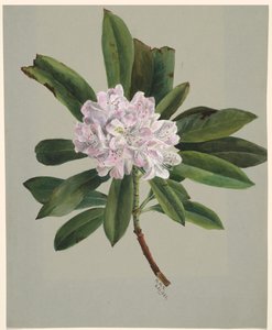Rhododendron Rhododendron maximum von Mary Vaux Walcott