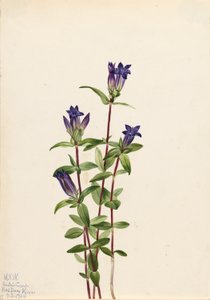 Ufer-Gentian (Gentiana affinis) von Mary Vaux Walcott