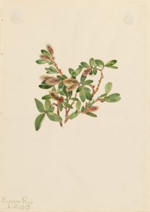Felsen-Weide (Salix petrophila) von Mary Vaux Walcott