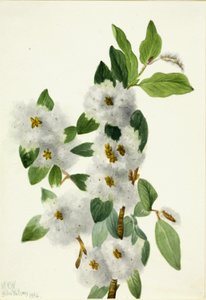 Felsenweide (Salix vestita) von Mary Vaux Walcott