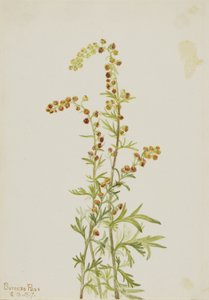 Felsen-Wermut (Artemisia discolor) von Mary Vaux Walcott