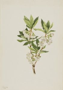 Rocky Mountain Rhododendron (Rhododendron albiflorum) von Mary Vaux Walcott