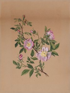 Rosenmalve Hibiscus moscheutos, 1878