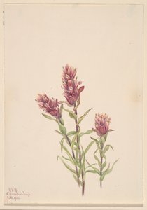 Rosenmalerpinsel Castilleja pallida, 1920 von Mary Vaux Walcott