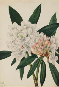 Rosenlorbeer (Rhododendron maximum) von Mary Vaux Walcott