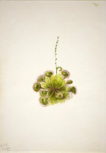 Rundblättriger Sonnentau (Drosera rotundifolia) von Mary Vaux Walcott