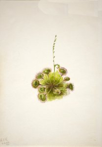 Rundblättriger Sonnentau Drosera rotundifolia von Mary Vaux Walcott