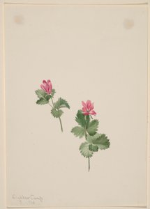 Rubus articus von Mary Vaux Walcott