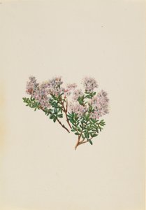 Sandmyrte (Leiophyllum lyoni) von Mary Vaux Walcott