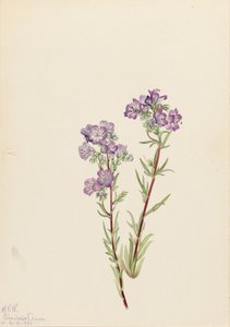 Sand-Phacelia Phacelia linearis, 1923