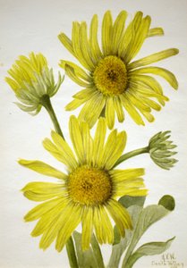 Satinblatt-Goldkopf Enceliopsis covillei, 1935