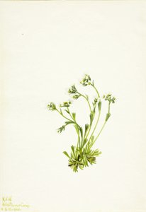 Steinbrech (Saxifraga caespitosa) von Mary Vaux Walcott