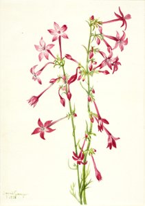 Scharlachrote Gilia Gilia aggregata