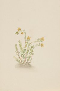 Sedum stenopetalum von Mary Vaux Walcott