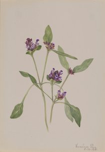 Selbstheilung von Mary Vaux Walcott