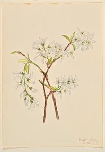 Felsenbirne (Amelianchier oblongifolia)