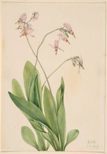 Sternschnuppe (Dodecatheon meadia) von Mary Vaux Walcott