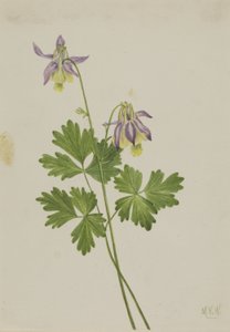 Kurzspornige Akelei (Aquilegia brevistyla)