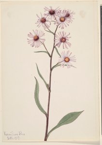 Prächtige Aster (Aster conspicuus) von Mary Vaux Walcott