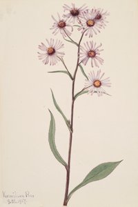 Pracht-Aster Aster conspicuus von Mary Vaux Walcott