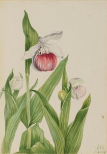 Frauenschuh (Cypripedium reginae)