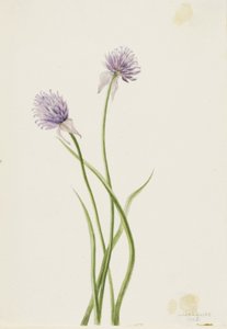 Sibirische Zwiebel (Allium sibericum) von Mary Vaux Walcott