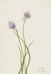 Sibirische Zwiebel Allium sibericum, 1903 von Mary Vaux Walcott
