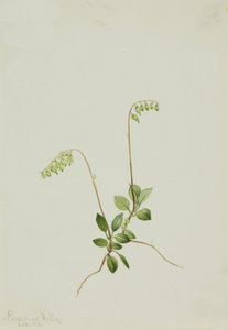 Sidebells Pyrola Pyrola secunda von Mary Vaux Walcott