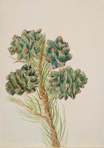 Einblättrige Kiefer Pinus monophylla, ca. 1930er Jahre