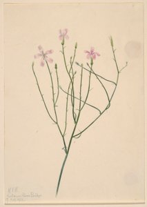Skelettblume (Lygodesmia juncea) von Mary Vaux Walcott