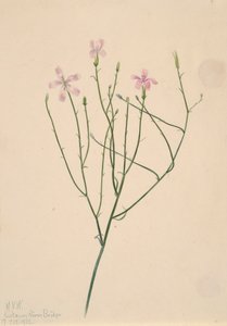 Skelettblume Lygodesmia juncea von Mary Vaux Walcott