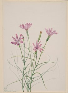 Skelettkraut (Lygodesmia grandiflora) von Mary Vaux Walcott