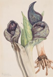 Stinkkohl Spathyema foetida, 1918 von Mary Vaux Walcott