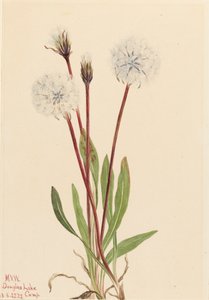 Schlanke Agoseris Agoseris gracilens