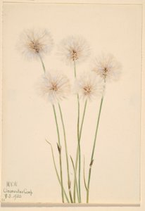 Schmalblättriges Wollgras (Eriophorum chamissonis)