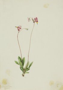 Schlanker Schießstern (Dodecatheon pauciflorum) von Mary Vaux Walcott
