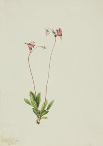 Schlanker Schießstern Dodecatheon pauciflorum, 1909 von Mary Vaux Walcott